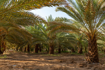 Palm trees at a date plantation in Al Ula, western Saudi Arabia