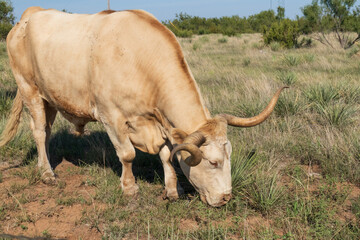 Tan colored Texas Longhorn grazing