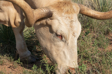 Tan colored Texas Longhorn face close-up