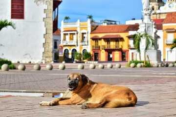 Un perro tomando el sol en medio de la calle