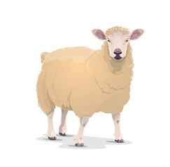 White sheep vector domestic animal with thick woolly coat and pink ears. Livestock farming, husbandry, cattle farm mutton or jumbuck mascot front view. Domestic sheep zoo pet cartoon isolated icon