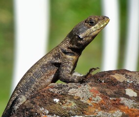 lagarto em cima de pedra tomando sol pela manhã