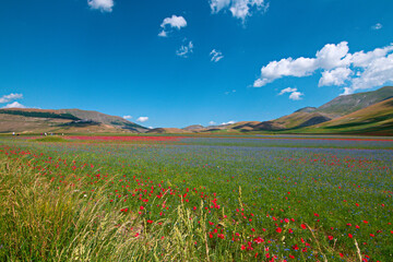 Landscape of Italy: Castelluccio di Norcia