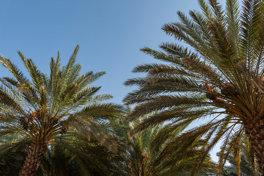 Palm trees at a date plantation in Al Ula, western Saudi Arabia