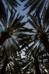 Fototapeta na wymiar Palm trees at a date plantation in Al Ula, western Saudi Arabia