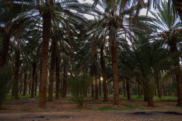 Obraz na płótnie Canvas Palm trees at a date plantation in Al Ula, western Saudi Arabia