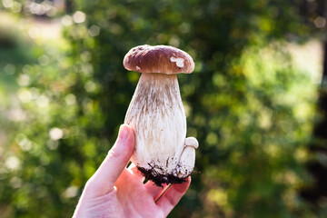 mushroom in the forest