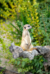 meerkat is a species of mammals from the mongoose family