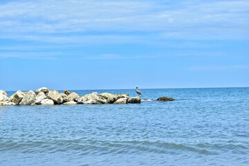 Fototapeta premium Pelicano en las piedras