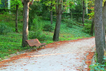 Path in the woods with high trees and red leaves on ground, fall, park, autum, way, 