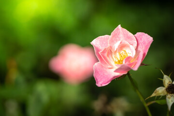 Roses in the garden