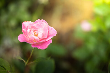 Roses in the garden