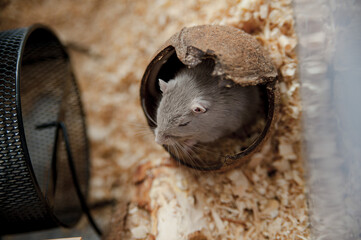 sandstone mouse in wood sawdust and in coconut shell