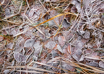Leaves and grass covered in rime. Frozen autumn background.
