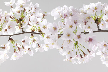 Obraz premium サクラ