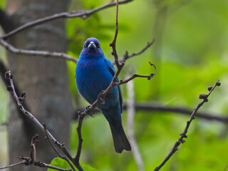 Vibrant Indigo Bunting Bluebird Bird Perched on Small Bare Tree Branch Looking Forward with Blurred Tree Trunk, Other Branches and Green Forest in Background