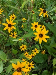 yellow flower in the garden