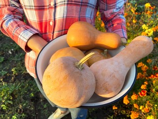 mushrooms in a basket