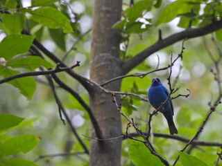 Vibrant Blue Indigo Bunting Bird Perfectly Perched Among Green Leaves Staring Ahead with Forest Blurred in Background Stunning Color