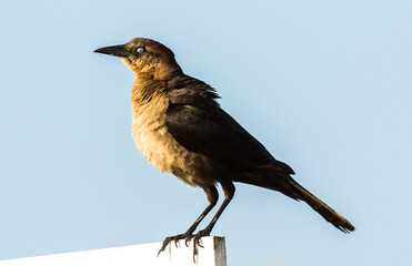 A boat tailed grackle in the early morning on Amelia Island, Florida.
