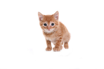Naklejka premium Beautiful orange kitten in front of a white background