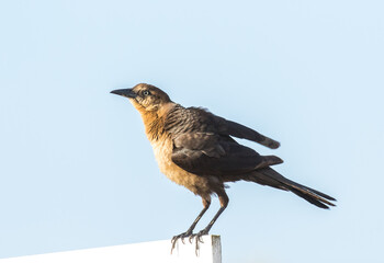 A boat tailed grackle in the early morning on Amelia Island, Florida.