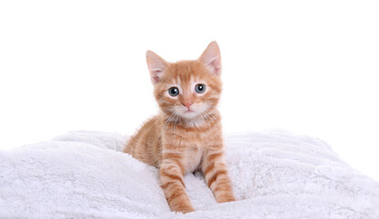 Beautiful orange kitten in front of a white background © Djomas