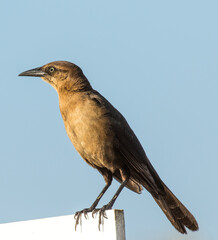 A boat tailed grackle in the early morning on Amelia Island, Florida.