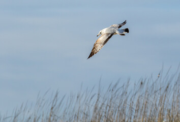 A juvinal laughing gull in flight at the beach at Amelia Island, Florida.