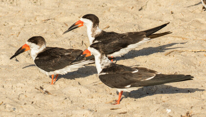 Three black skimmers, a tern-like seabird, resting on the beach at Amelia Island, Florida.