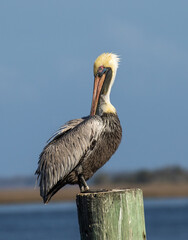 A brown pelican on a post on Amilia Island, Florida. © Bob