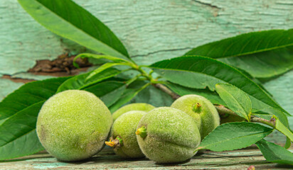 Fresh green peach fruits on wooden background