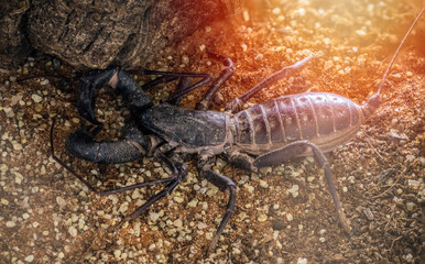 Giant Whip scorpion