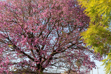 Pink ipe tree (Tabebuia impetiginosa) blooming in the spring season