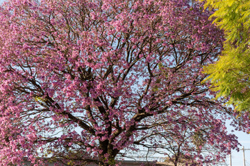 Pink ipe tree (Tabebuia impetiginosa) blooming in the spring season