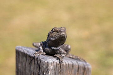 Australian jacky dragon or jacky lizard (Amphibolurus muricatus) is sitting on a log.