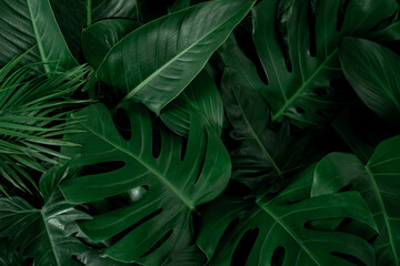 Naklejka na ściany i meble abstract, agriculture, background, backgrounds, black, close-up, coconut, color, colorful, concept, decoration, design element, elegance, fern, flower, garden, geometric shape, green, green leaf, gree