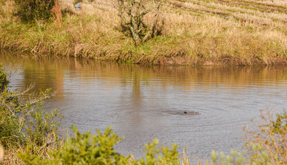 Wild otter bathing in a small lake in the pampa biome in southern Brazil