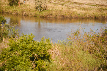 Wild otter bathing in a small lake in the pampa biome in southern Brazil