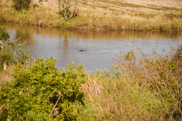 Wild otter bathing in a small lake in the pampa biome in southern Brazil