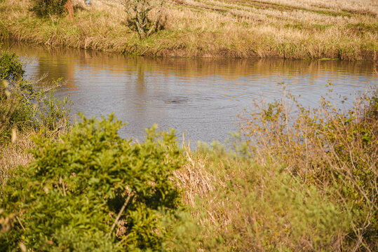 Wild Otter Bathing In A Small Lake In The Pampa Biome In Southern Brazil