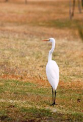 garza observando