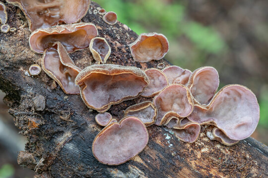 Auricularia cornea fungi (Jelly Ear) growing on a fallen tree trunk - Copeland Tops rainforest, NSW, Australia