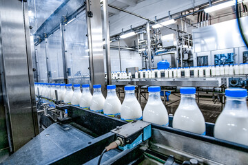 Milk - dairy - production at factory. White bottles with going through conveyor line