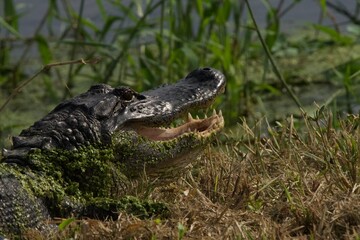 American Alligator in Lake Apopka Wildlife Drive enjoying Florida Wetlands