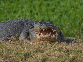 Obraz premium American Alligator in Lake Apopka Wildlife Drive enjoying Florida Wetlands