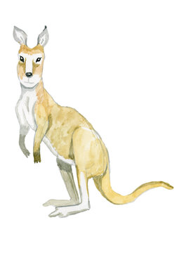 Cute watercolor kangaroo animals symbol australia