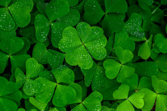 Four Leaf Clover Background Images – Browse 45,590 Stock Photos, Vectors,  and Video | Adobe Stock