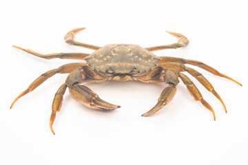 sea ​​crab on a white background.