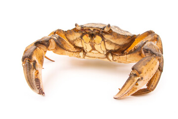 Sea ​​herbal arthropod crab on a white background